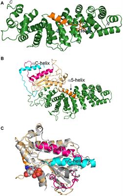 Transducin Partners Outside the <mark class="highlighted">Phototransduction</mark> Pathway